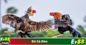 Kỹ thuật chọi gà