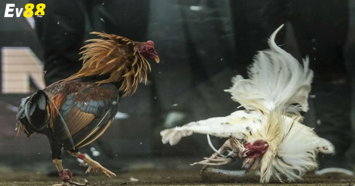 Sự khác biệt giữa đá gà đòn & đá gà cựa sắt