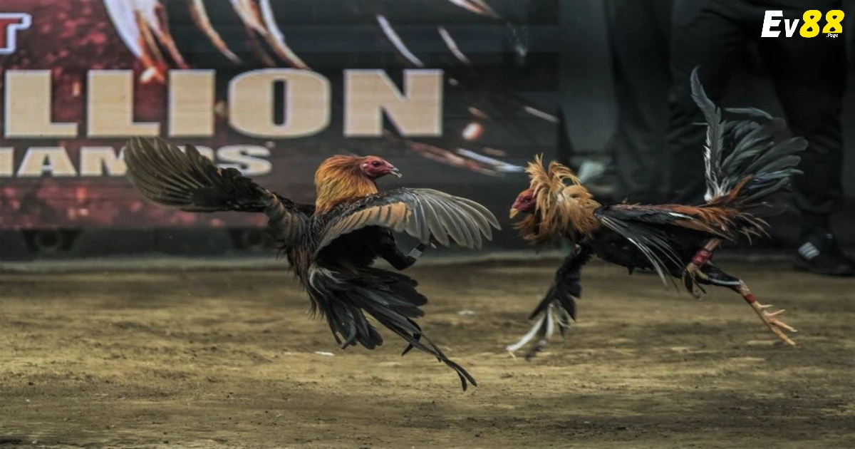 Đá Gà Thomo EV88 - Những Trận Đấu Trực Tiếp Từ Campuchia 2 Đá Gà Thomo Là Gì? Vì Sao Được Yêu Thích?