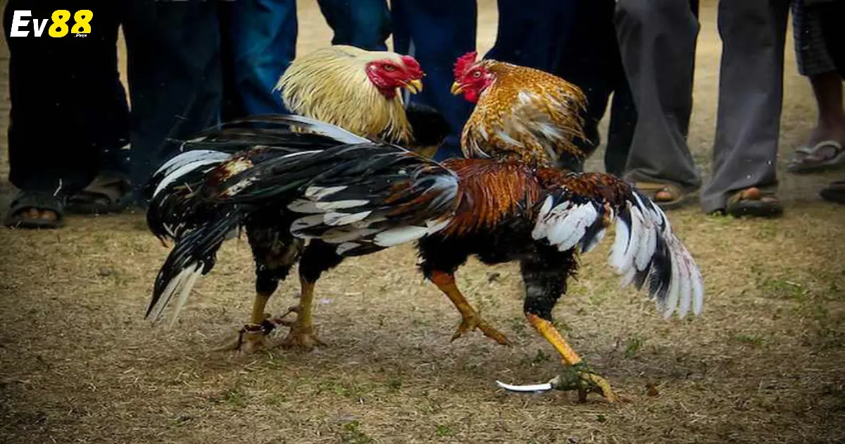 Đá Gà Thomo EV88 - Những Trận Đấu Trực Tiếp Từ Campuchia 3 Lý do người dân ưa chuộng Đá Gà Thomo