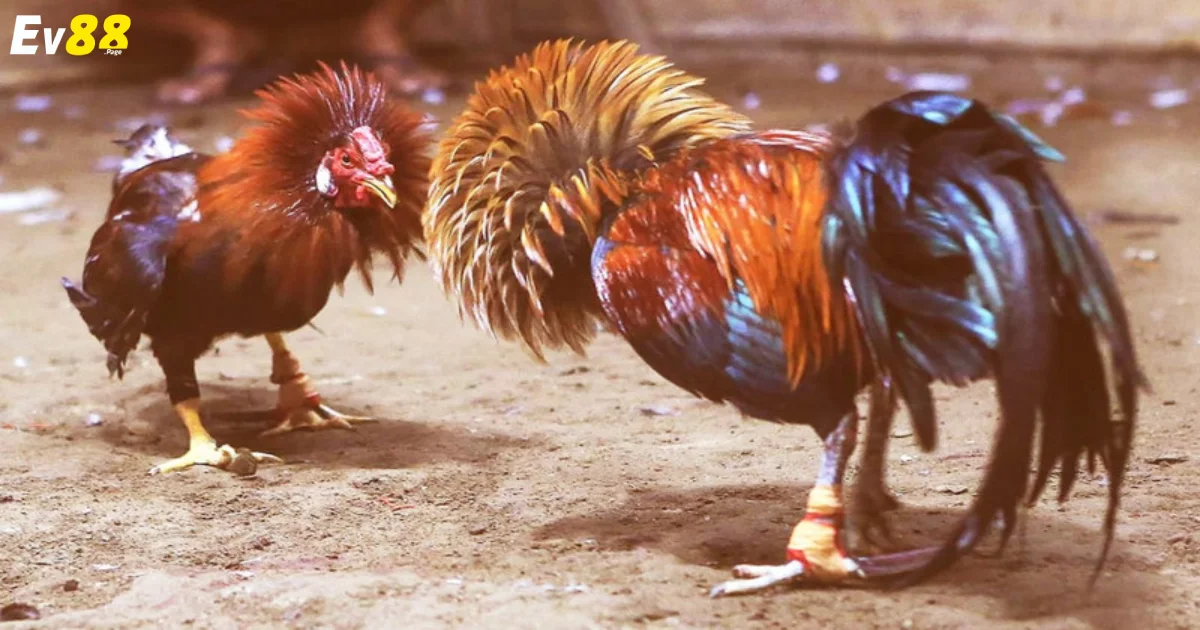 Đá Gà Thomo EV88 - Những Trận Đấu Trực Tiếp Từ Campuchia 5 Trực tiếp đá gà từ trường gà nổi tiếng với chất lượng HD