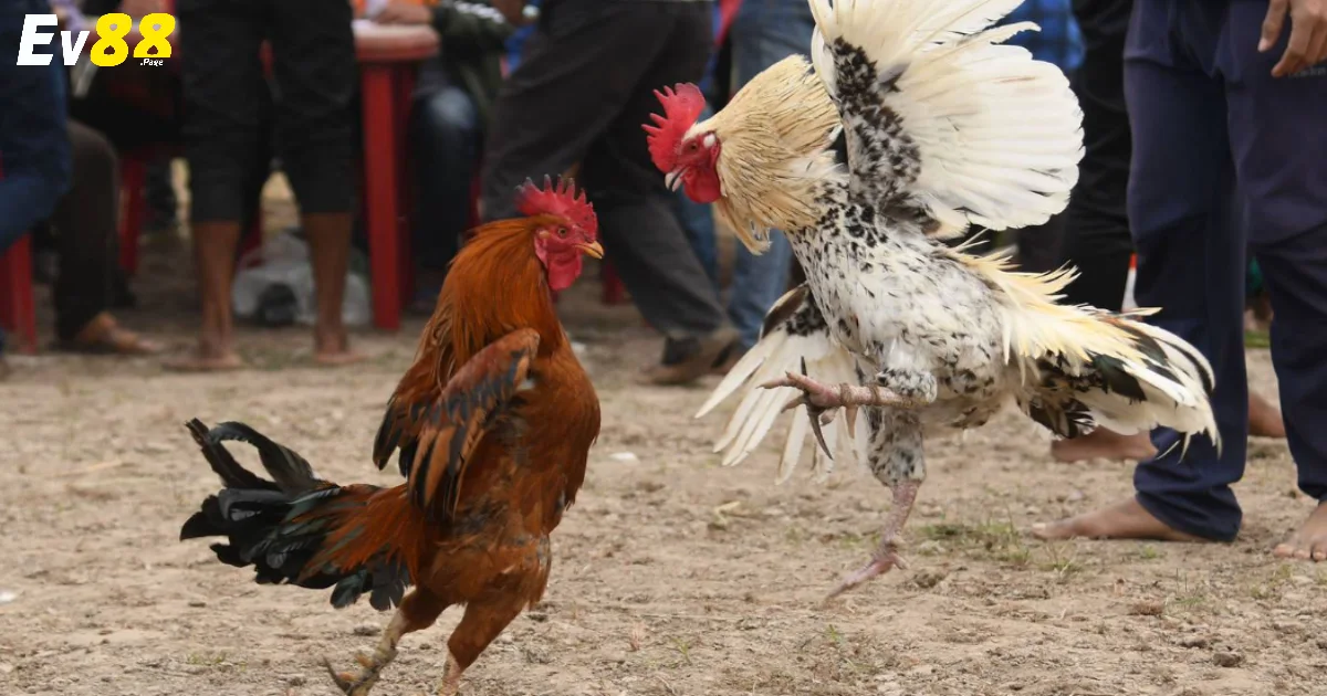 Bật mí chiêu thức đặt cược hữu hiệu từ chuyên gia nhiều kinh nghiệm