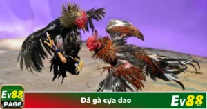 Đá Gà Cựa Dao – Trận Chiến Đỉnh Cao Ngay Tại Nhà Cái EV88