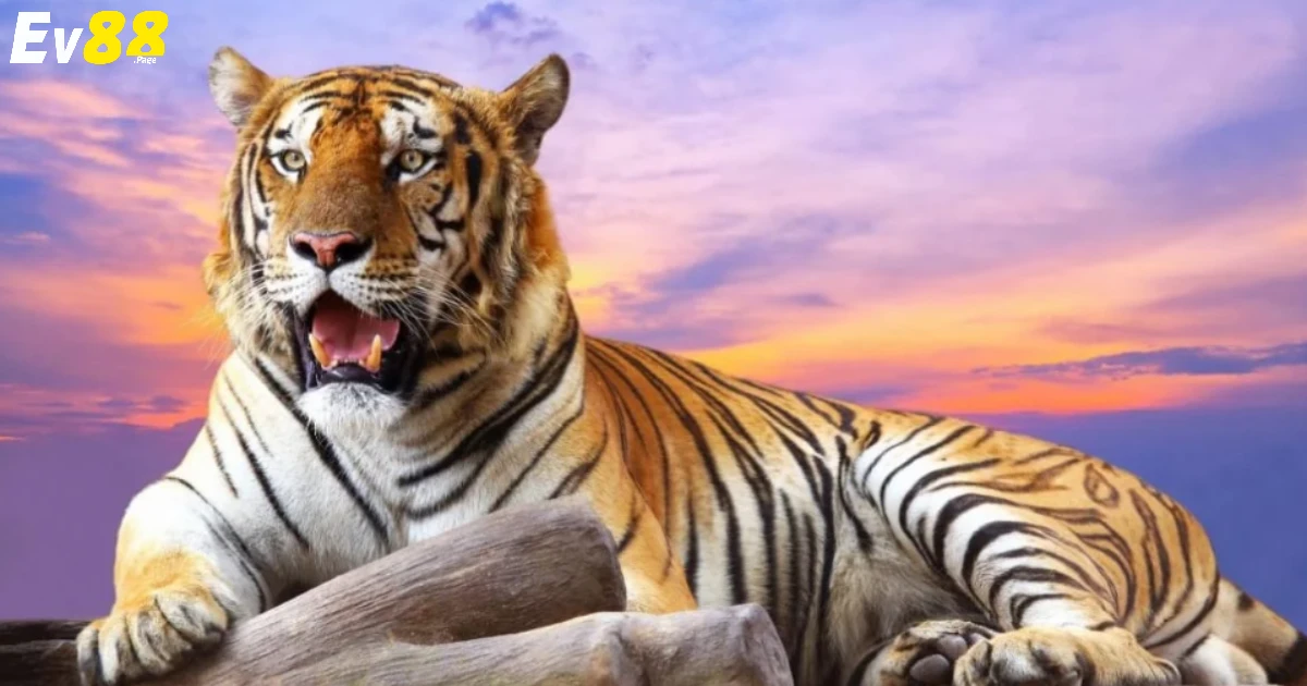 Nằm Mơ Thấy Hổ Là Gì? Tìm Kiếm Vận May Tại Nhà Cái EV88 2 Ý nghĩa ẩn sau những giấc mộng khi nằm mơ thấy hổ