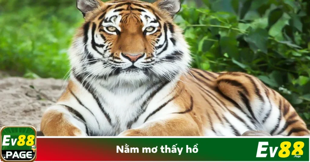 Nằm Mơ Thấy Hổ Là Gì? Tìm Kiếm Vận May Tại Nhà Cái EV88 1 Nằm Mơ Thấy Hổ Là Gì? Tìm Kiếm Vận May Tại Nhà Cái EV88